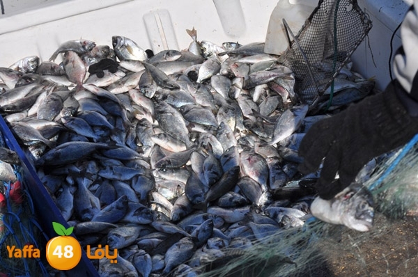 samak denisss (11).JPG